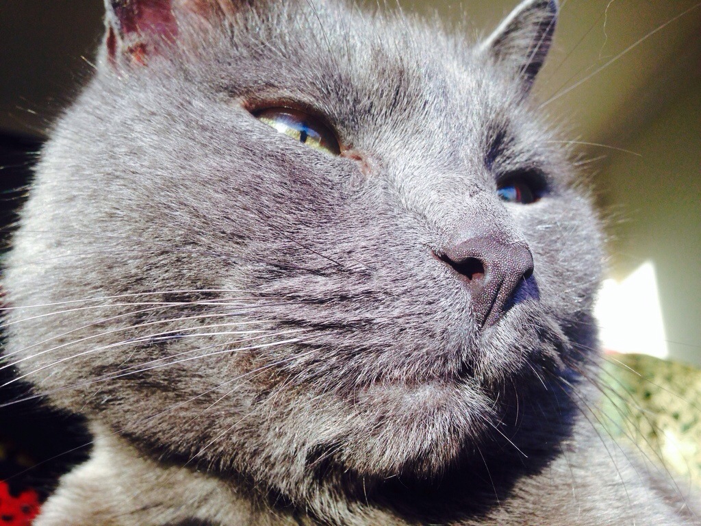 The Heart’s Remission